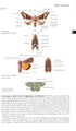 Field Guide to the Moths of Great Britain and Ireland - Waring, P. 2018
